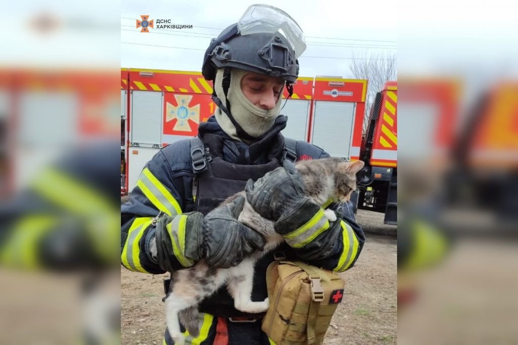 На Харківщині рятувальники знайшли під завалами будинку кішку загиблої жінки