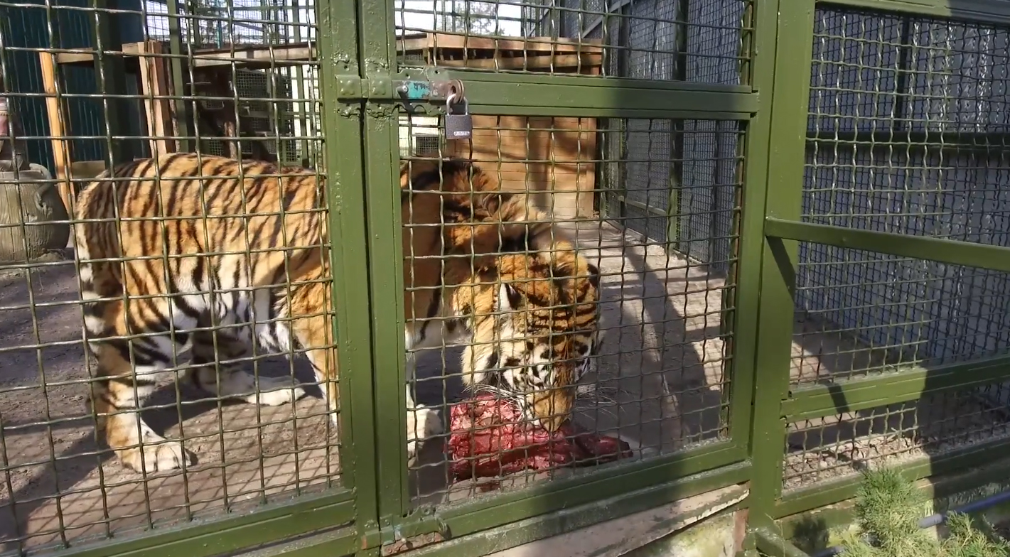 Амурський тигр повернувся з евакуації до харківського Екопарку