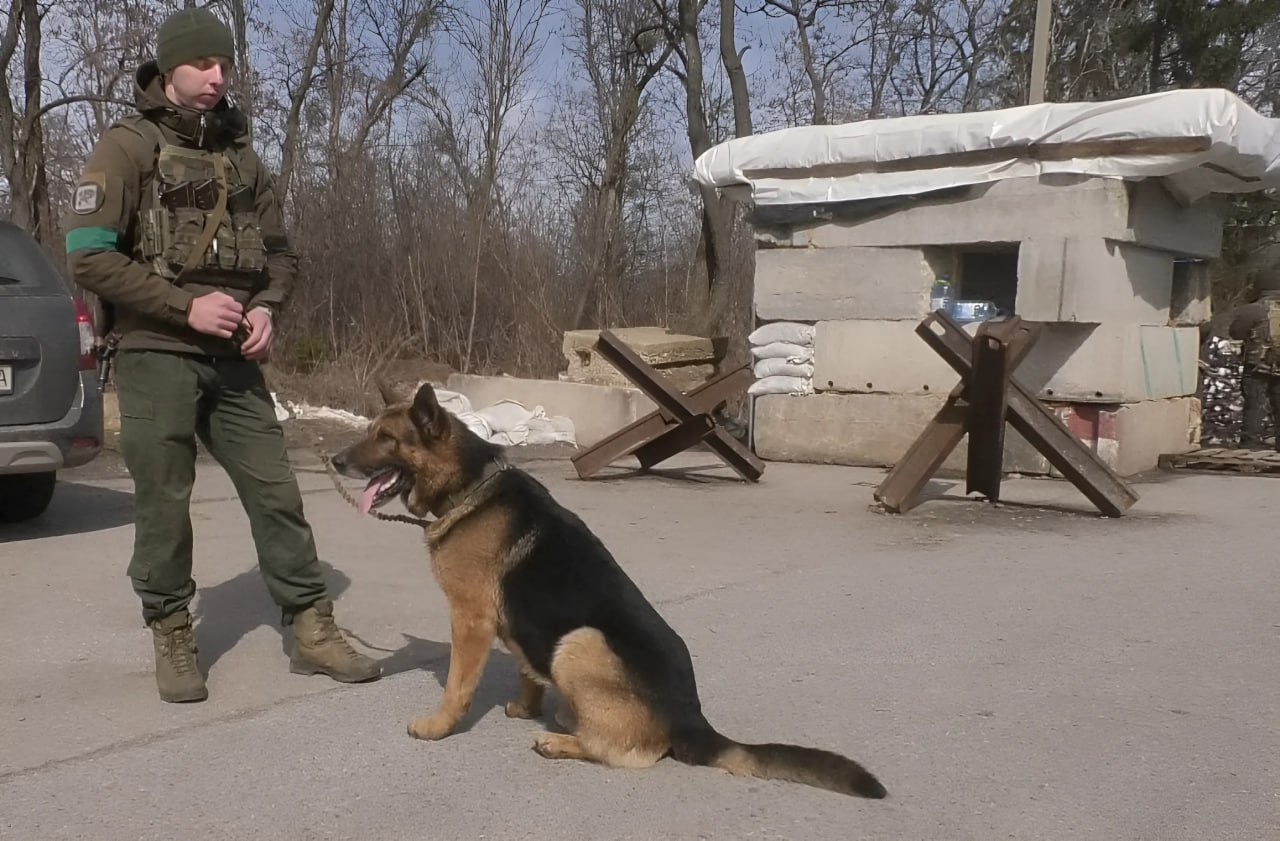 Чотирилапі стражі Харкова: як службові собаки НГУ шукають зброю на блокпостах