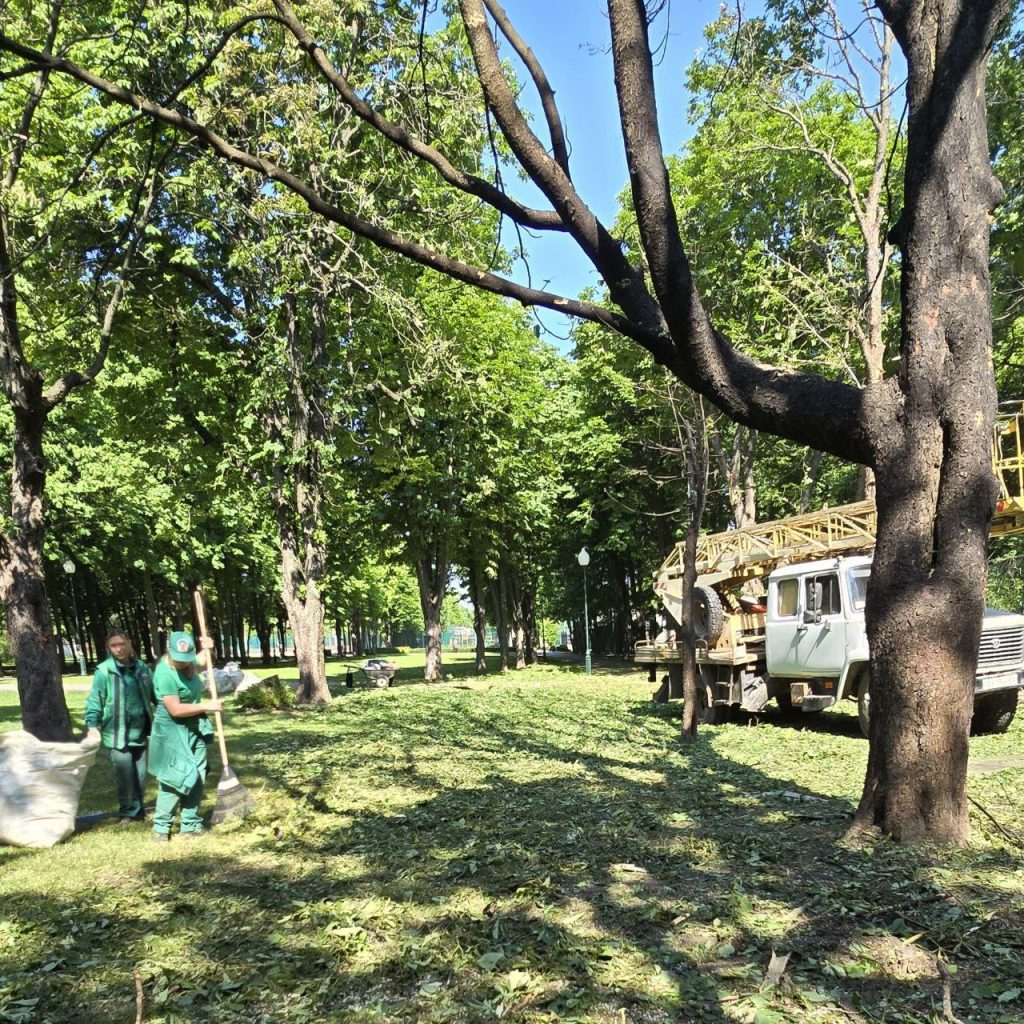 Знищено вісім дерев-велетнів: у Центральному парку Харкова ліквідовують наслідки обстрілу 9