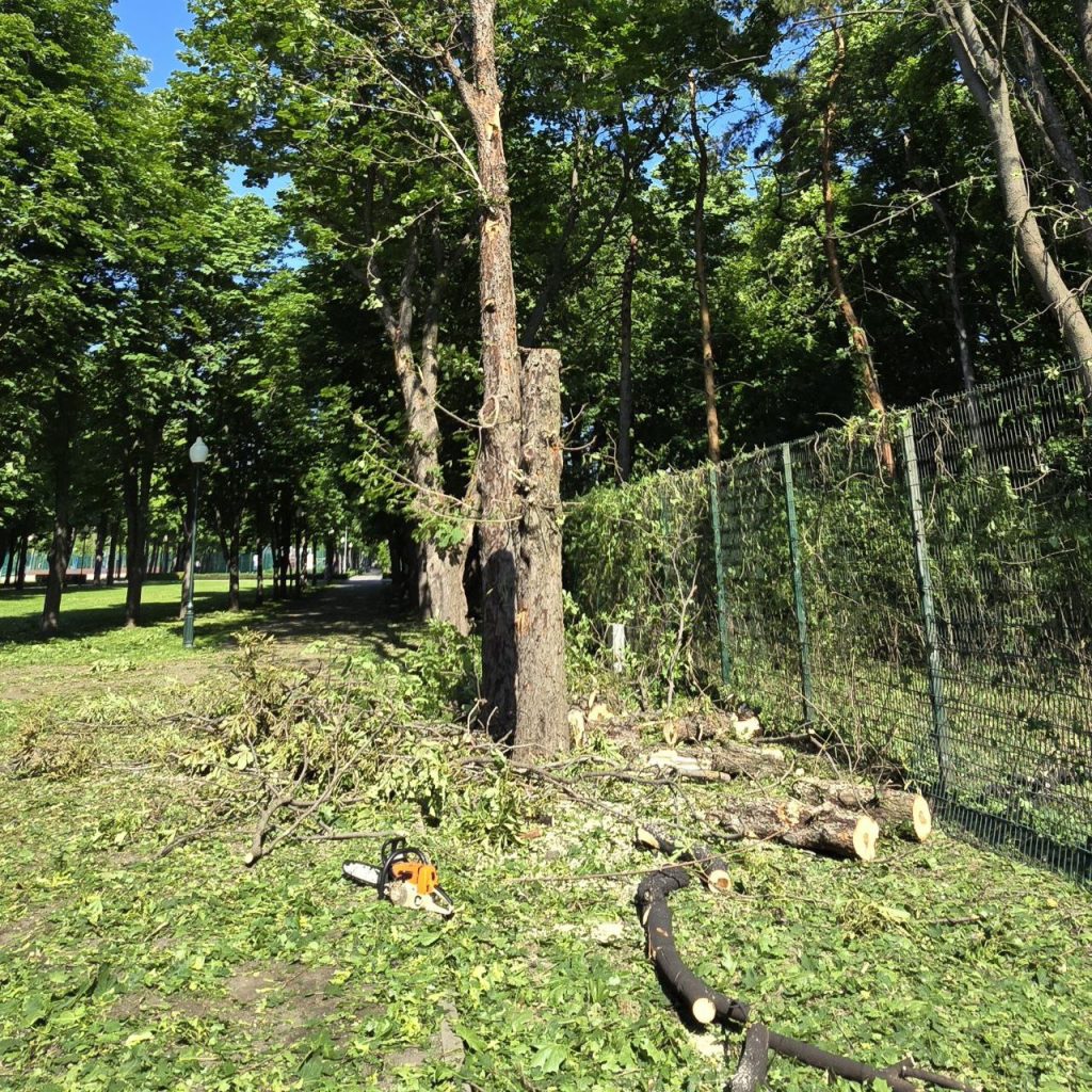 Знищено вісім дерев-велетнів: у Центральному парку Харкова ліквідовують наслідки обстрілу 11