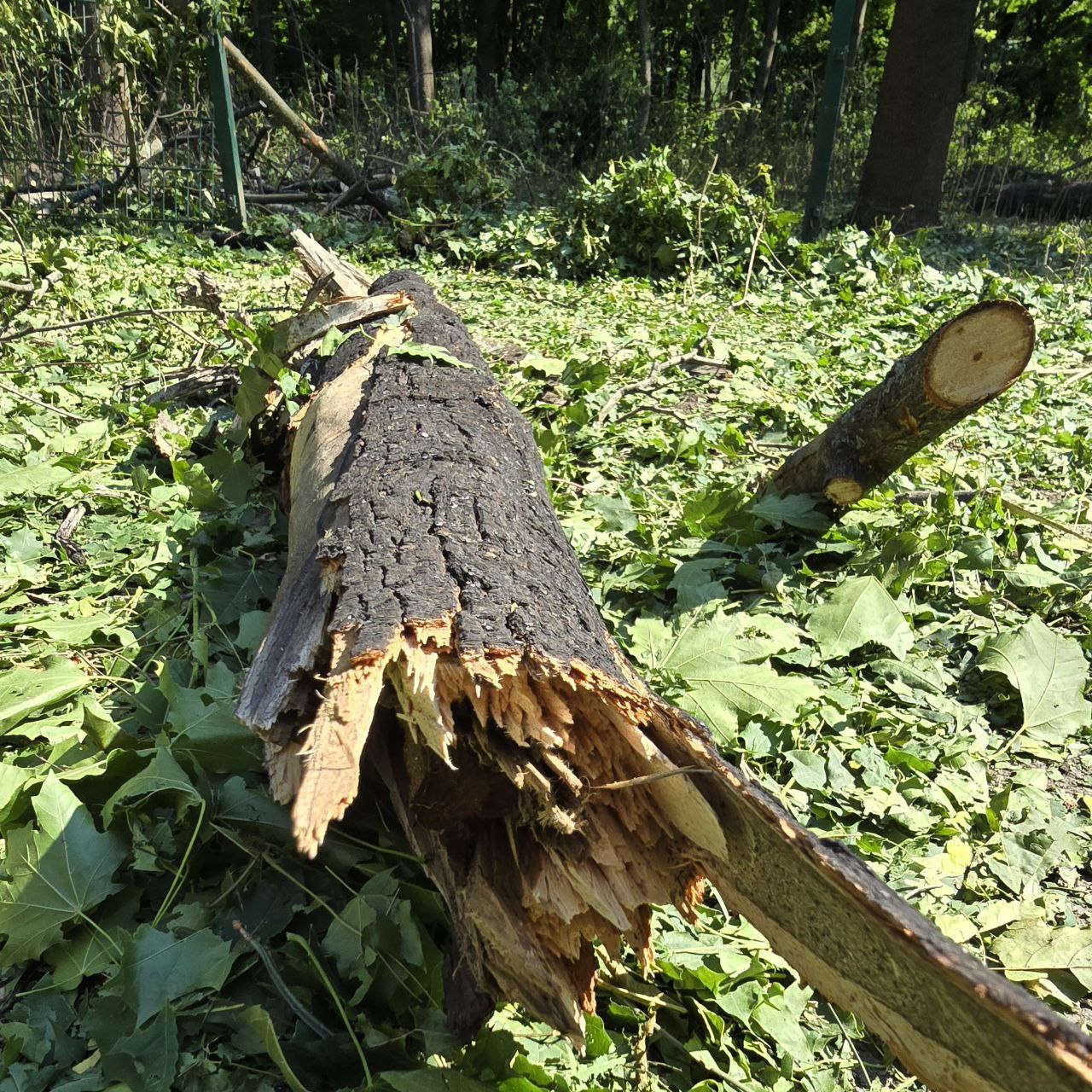 Знищено вісім дерев-велетнів: у Центральному парку Харкова ліквідовують наслідки обстрілу
