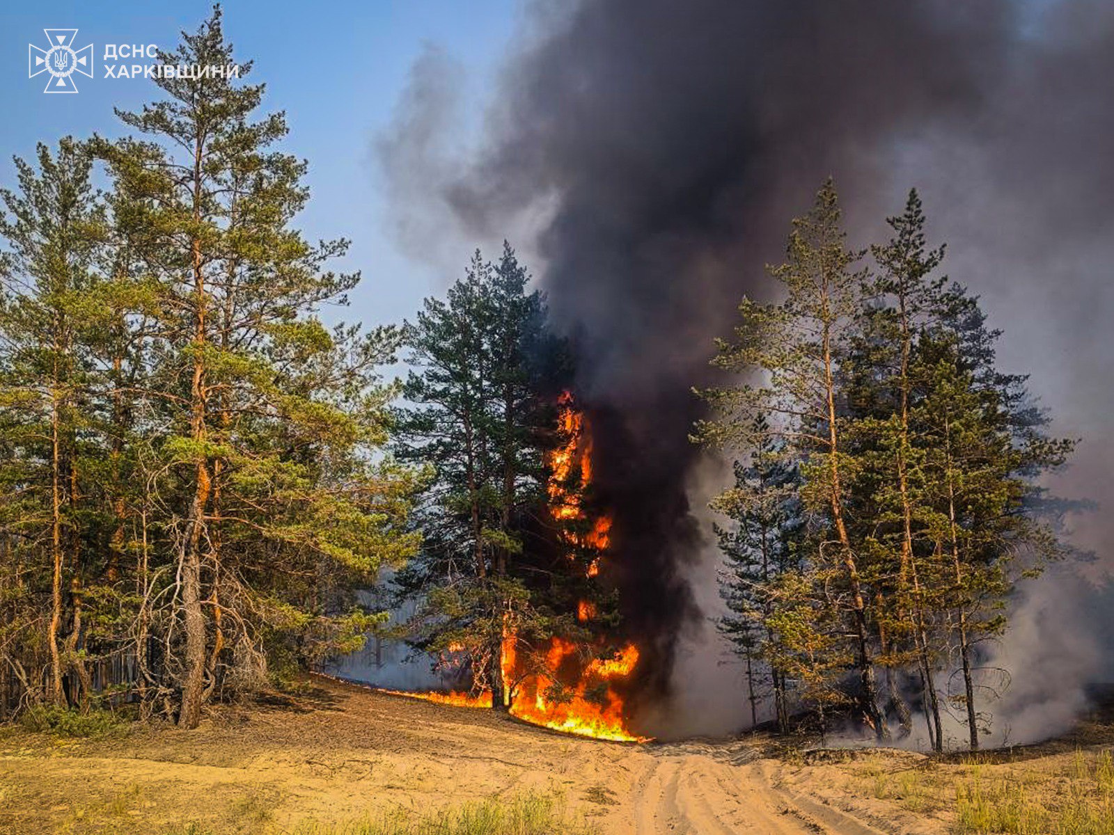 На Харківщині тривають 18 лісових пожеж