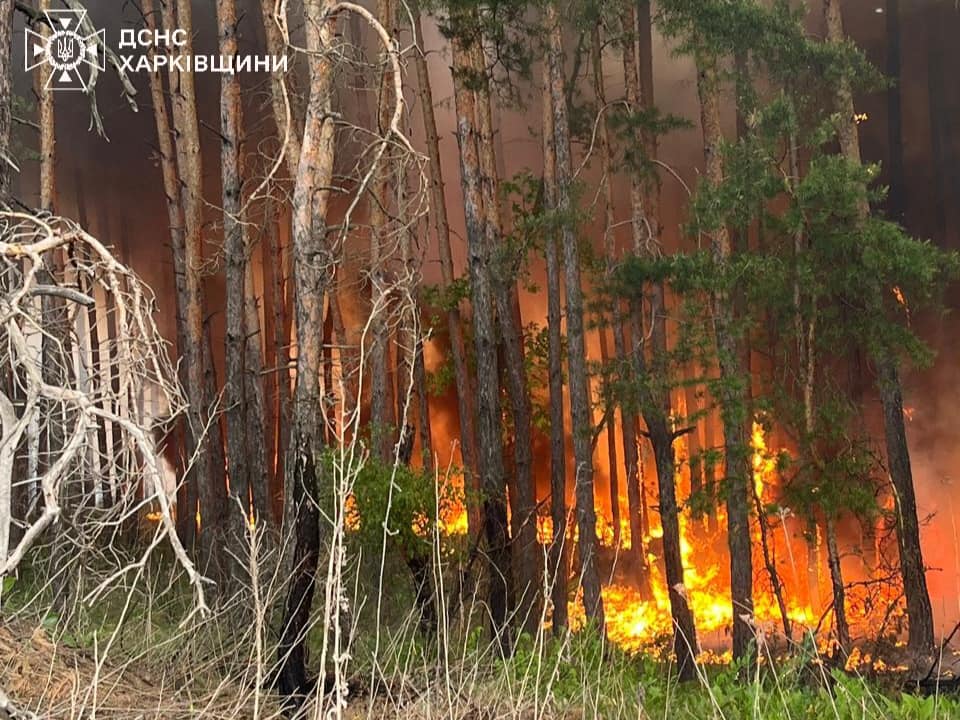 На Харківщині горять ліси: сім пожеж охопили площу понад 3900 га 7