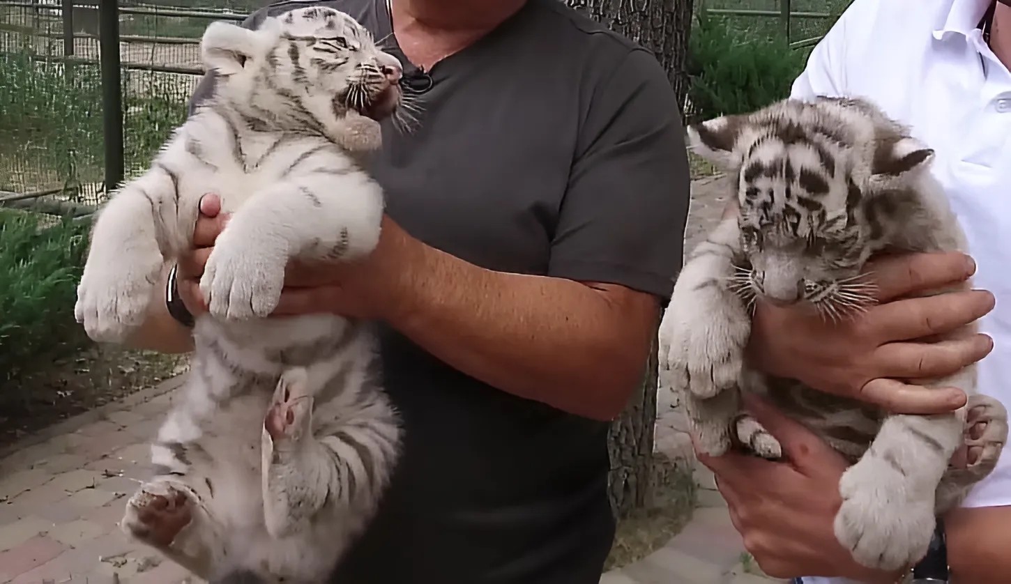 У білих тигрів в «Екопарку» під Харковом народилися малюки
