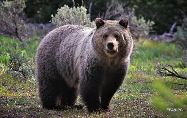 У Румунії починають відстріл ведмедів: депутати затвердили законопроєкт