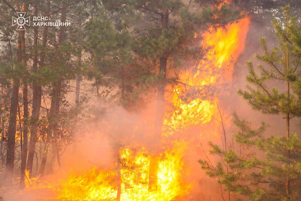 Під Харковом вирує лісова пожежа на площі 25 гектарів